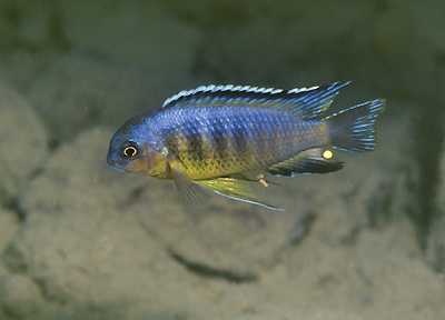 Tropheops gracilior 'Lupingu'